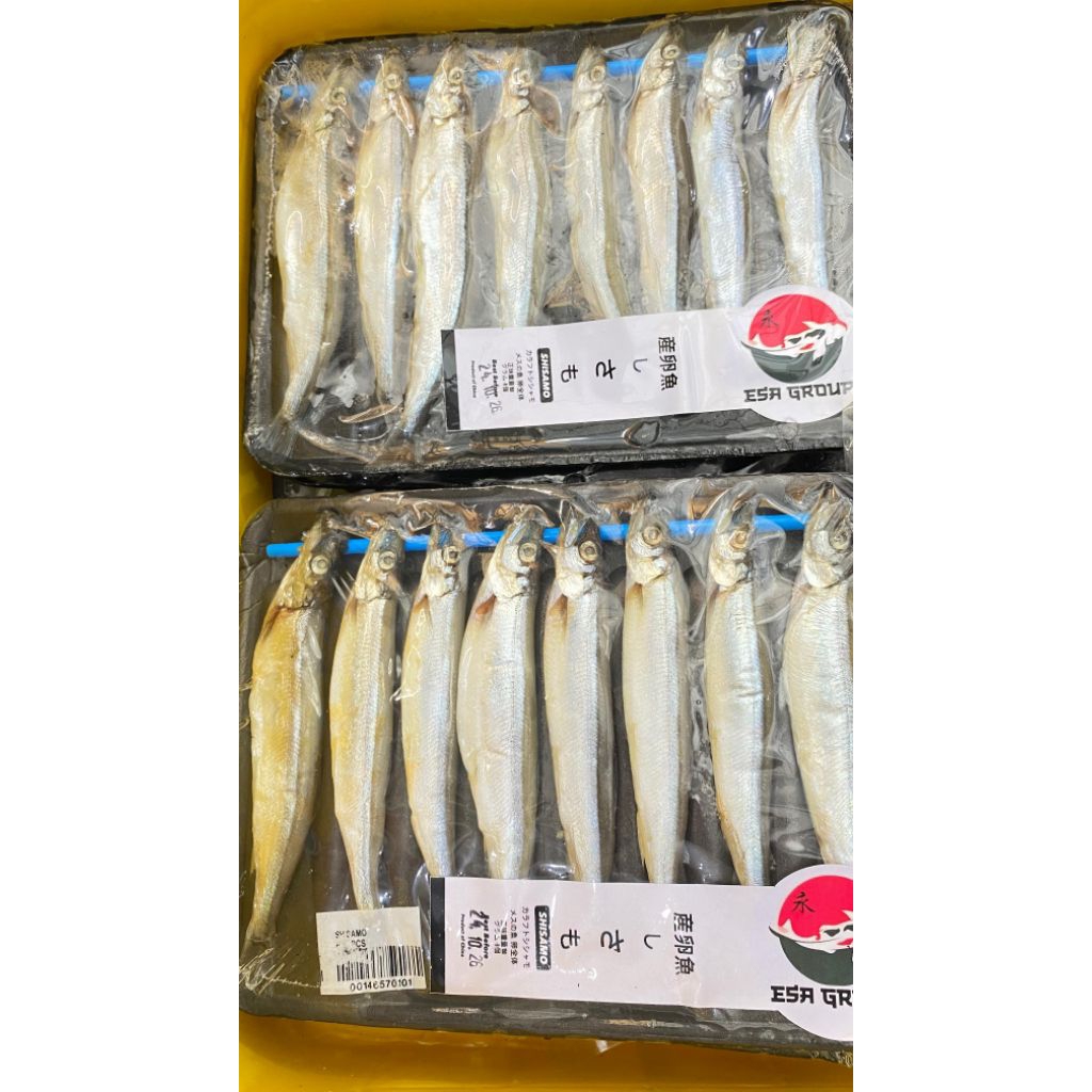 Shisamo Ikan Jepang Smelt Fish Ikan Cipung