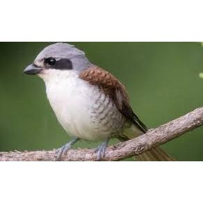 Pentet Macan Cibinong