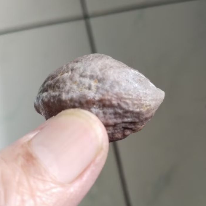 Kemiri Adu Muncang Adu Jayanti Adang Malangbong Pasangan Mewah Tua Jatuhan