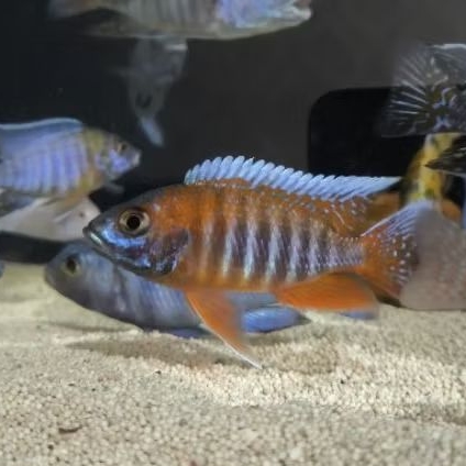 Cichlid Afrika Aulonocara Jacobfreibergi Eureka