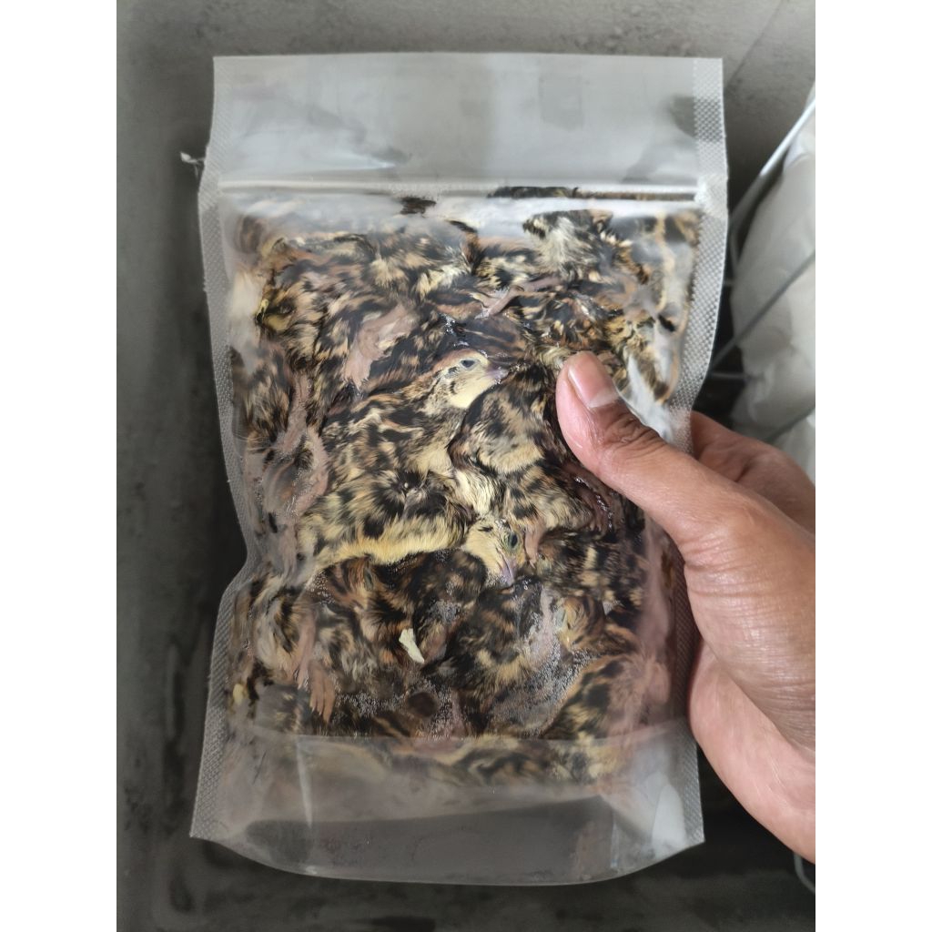 DOQ Puyuh Frozen Isi 50 Ekor / Pakan Burung Hantu / Pakan Predator