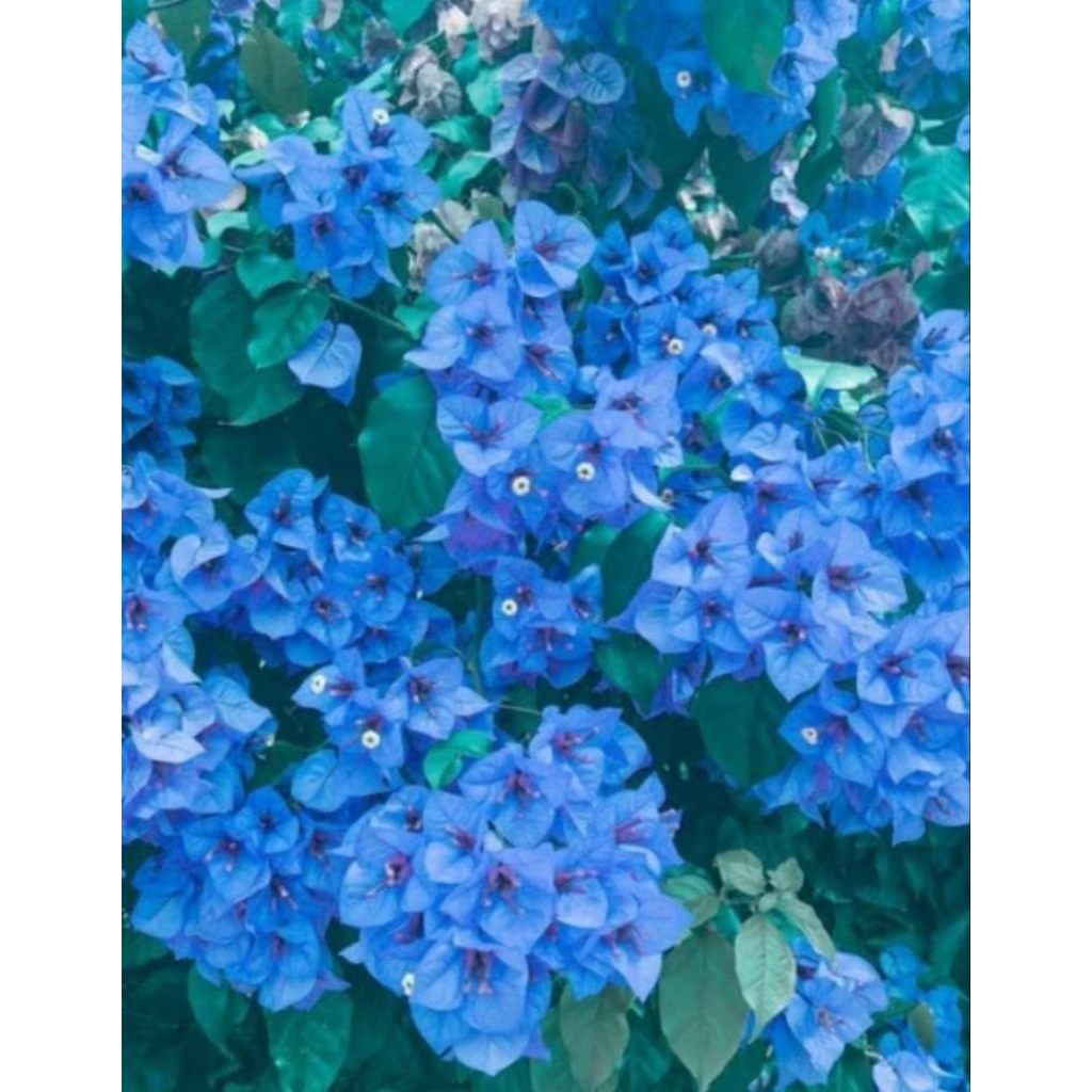 Promo Tanaman Hiass bougenville Pohon Bunga Bougenville Warna Biru/Bougenville Hiass