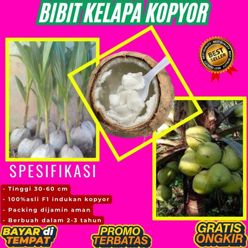 TERPERCAYA  Bibit Kelapa Kopyor Trubus