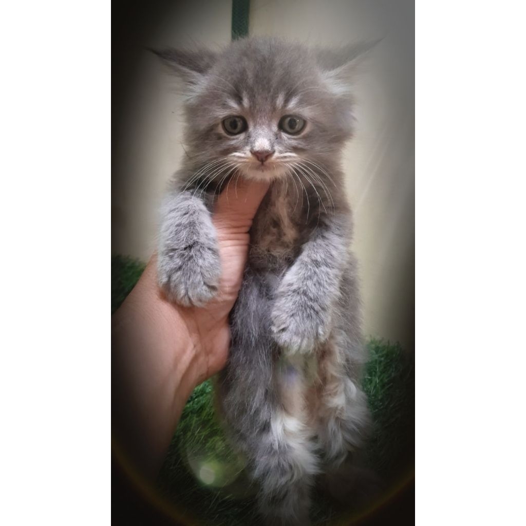 Harga Anabul Kucing Persia Terbaru Apr 2026 | BigGo Indonesia