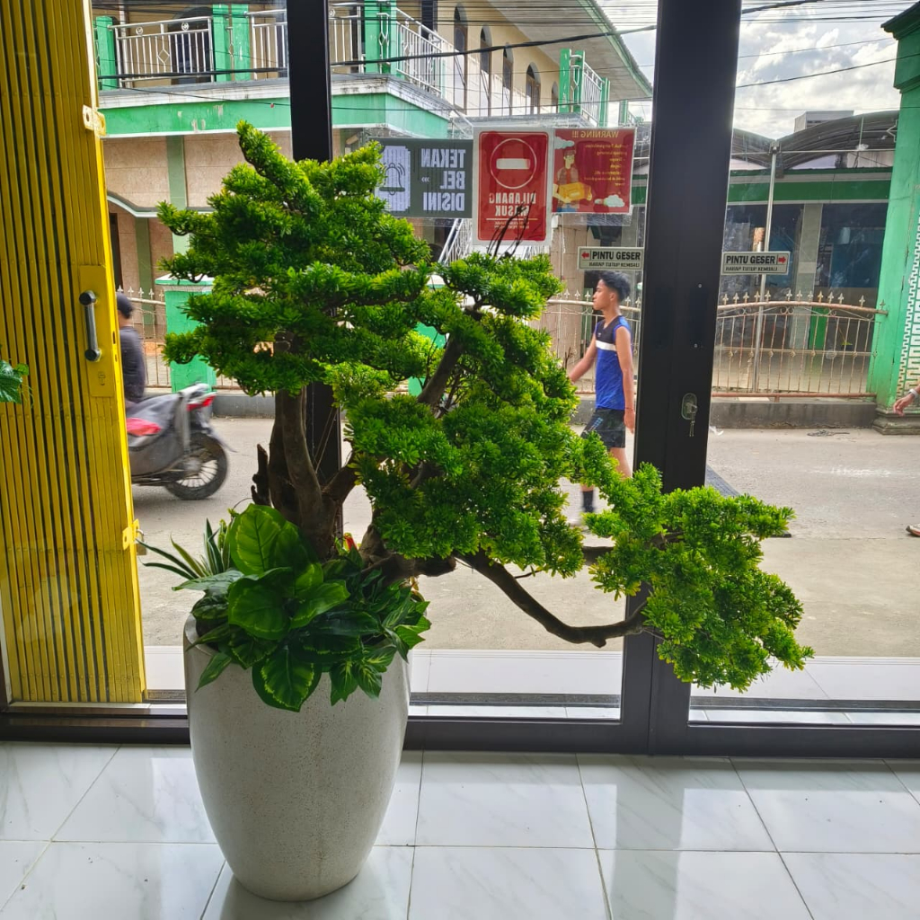 Pohon Bonsai Cemara Udang Tinggi 1,4m Pot Terasol 50x50 Lengkap Hiasan Taman & Batu Cocok Tanaman Hi