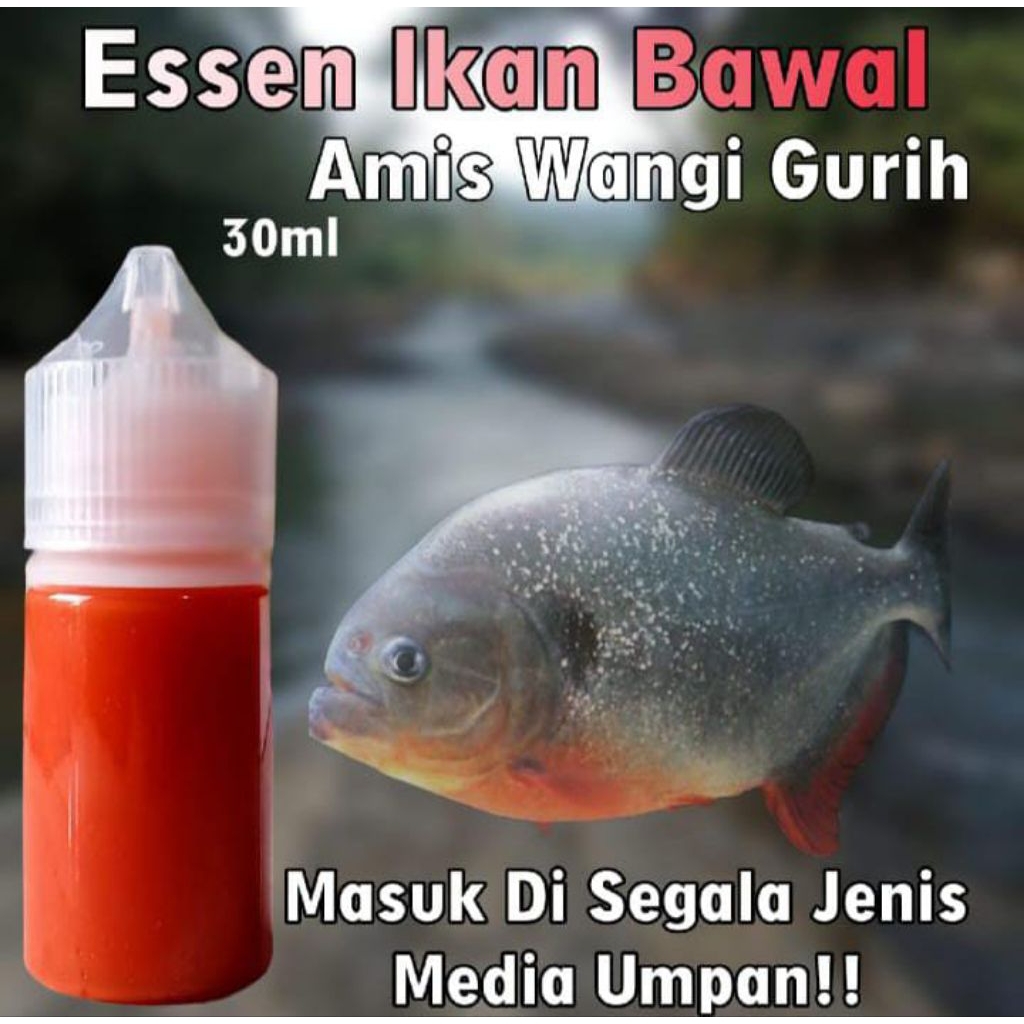 essen Ikan Bawal Galatama, Essen Ikan Bawal Harian, Essen Ikan Bawal Rilisan, Essen Ikan Bawal Rame,