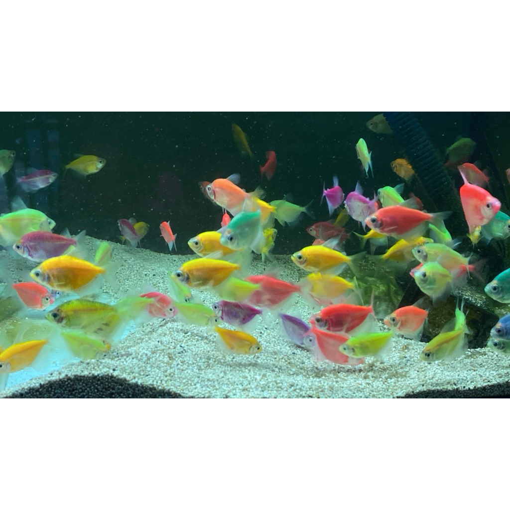 Glowfish tetra L