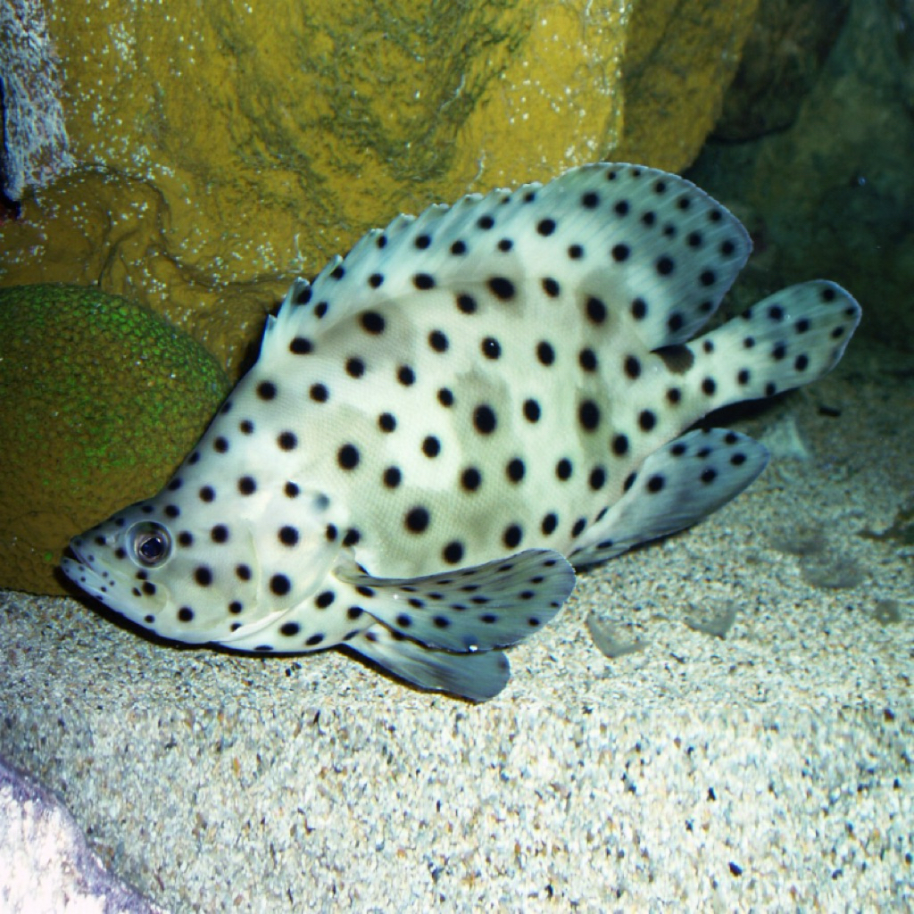 ikan kerapu tikus kerapu bebek size 20cm