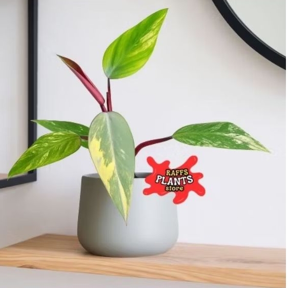 Tanaman hias philodendron strawberry shake - philodendron strawberry shake varigata