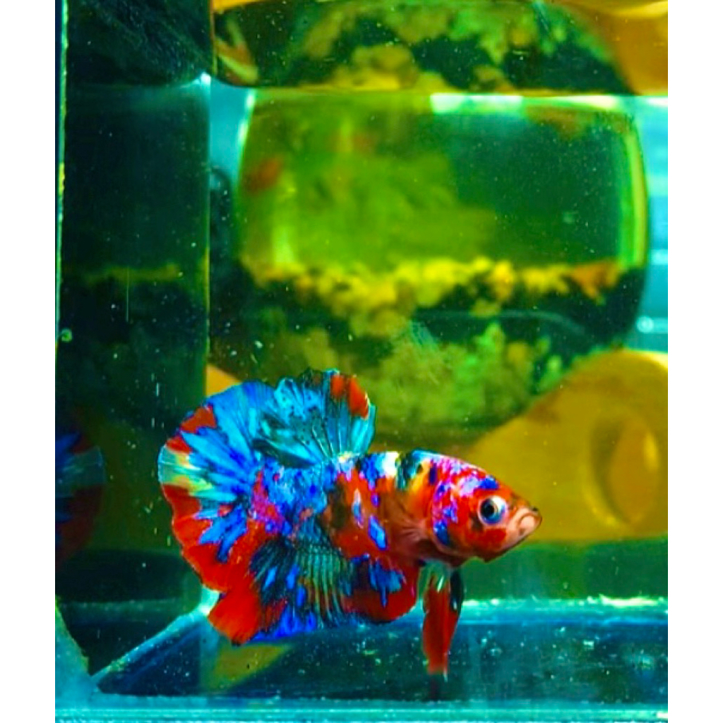 hiasan akuarium cupang multicolor sepasang 4bulan