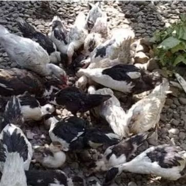 Entok Hidup Potong Hidup