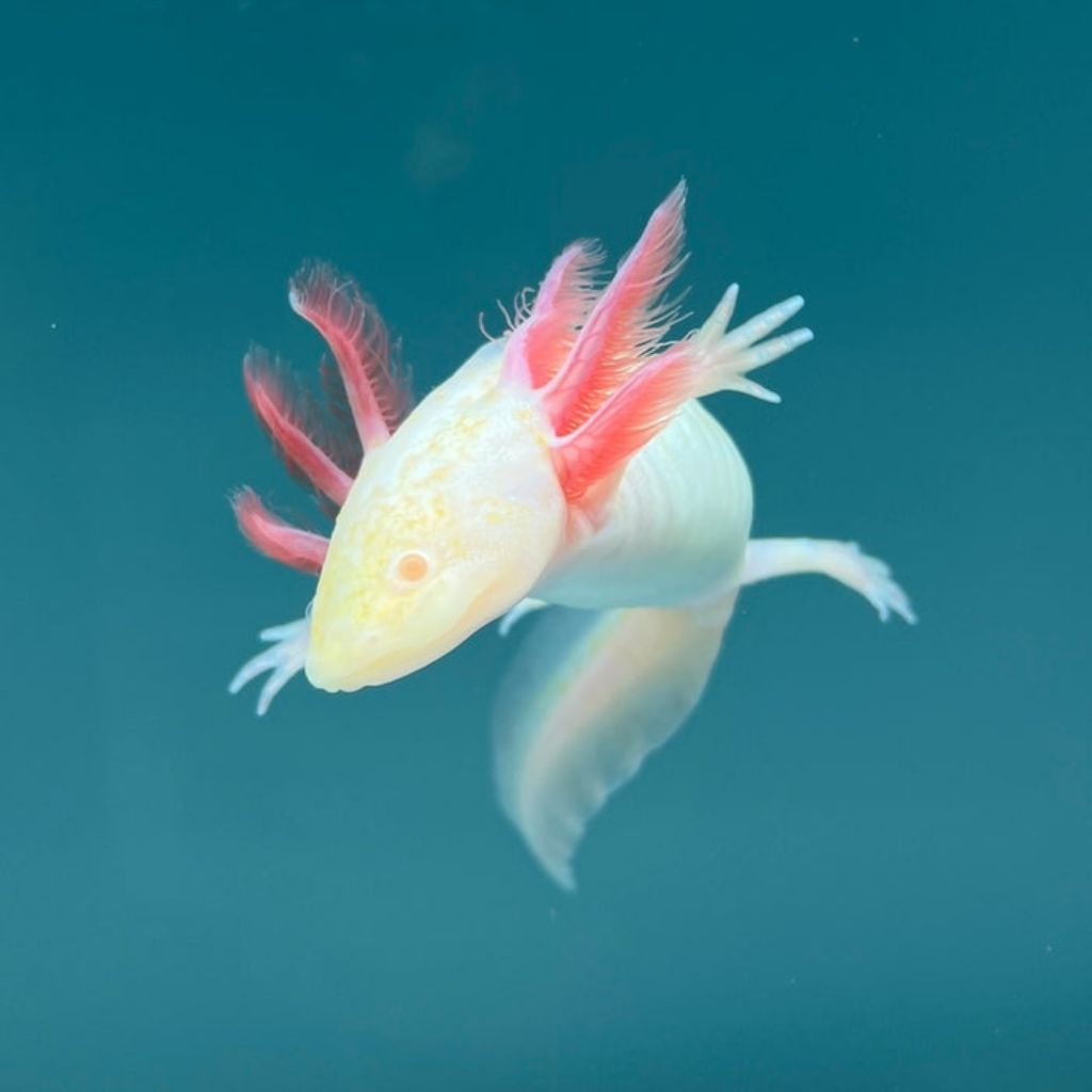 Miniatur aquarium , axolotl albino 7-8 cm