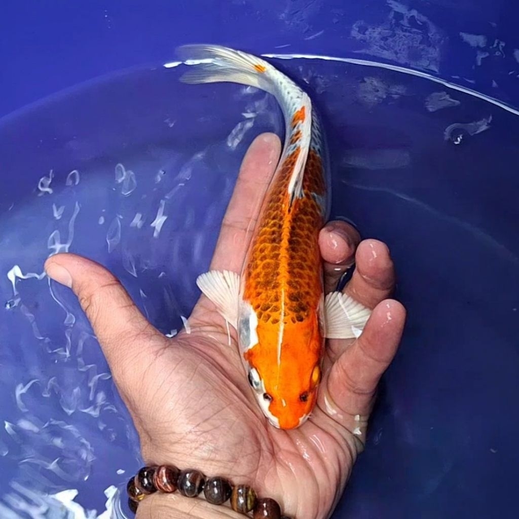 Ikan Koi Blitar Jenis Kujaku / Rumah Koi Jakarta / kode 0025