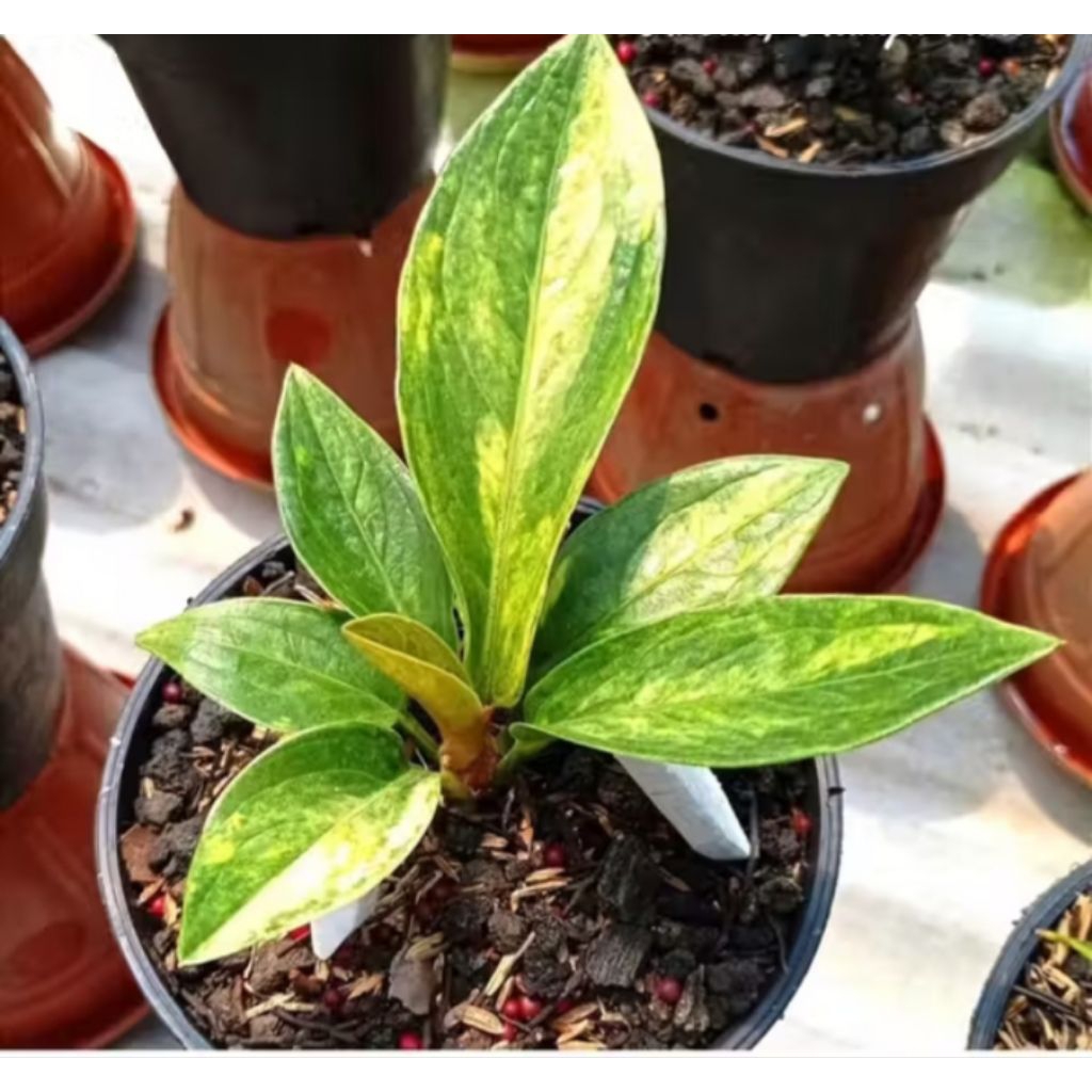 Tanaman Hias anthurium jemani Varigata- anthurium jemani cobra varigata