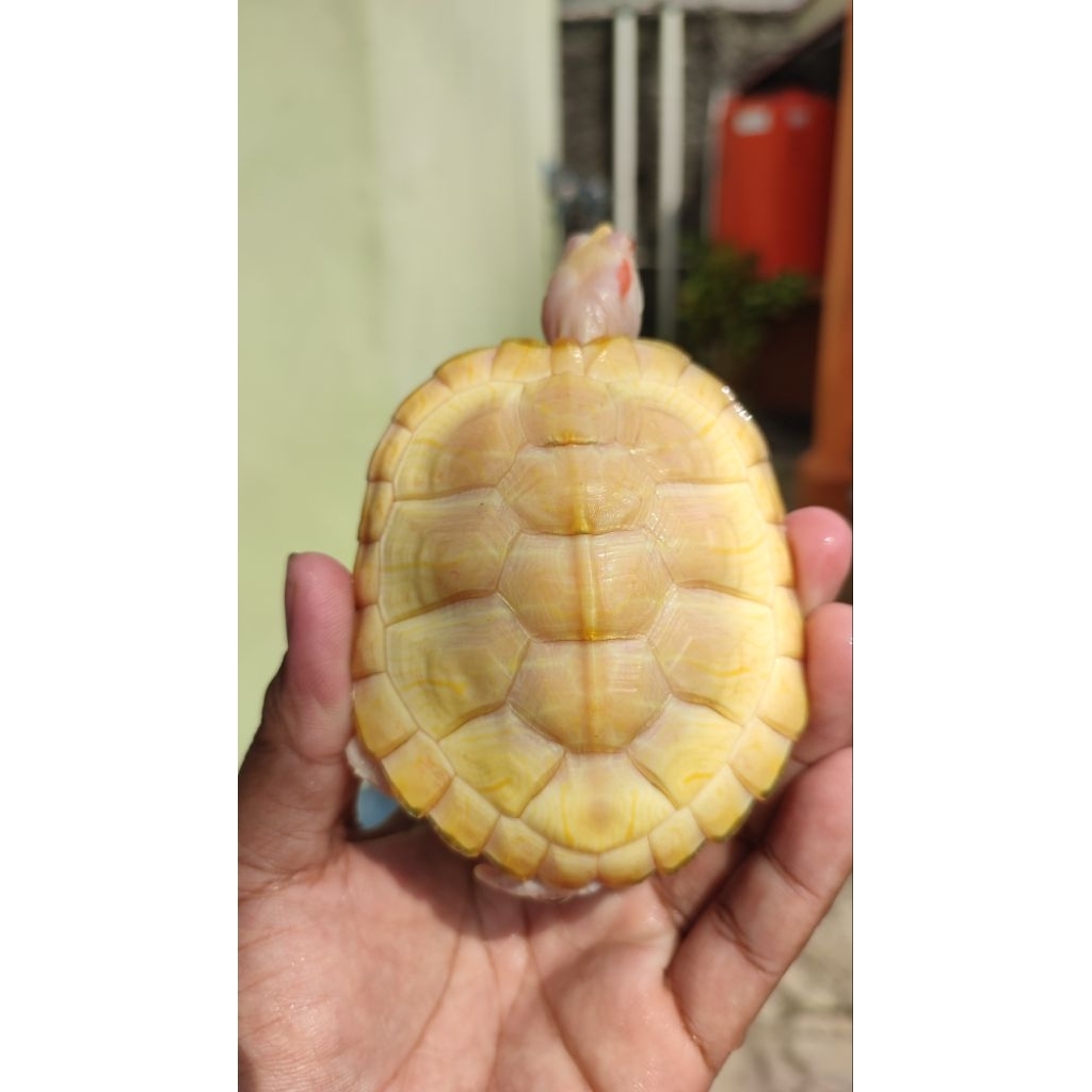 hiasan kura-kura res albino size 9-10cm
