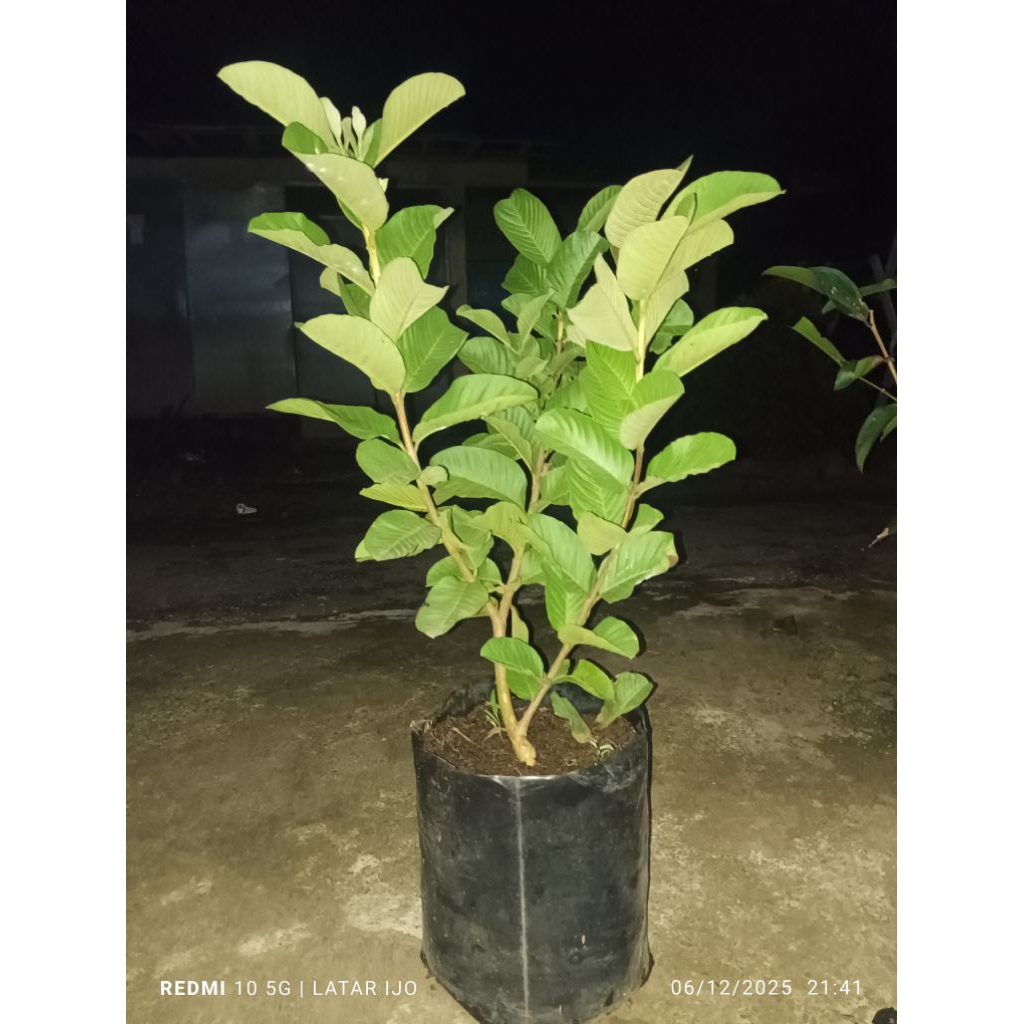 cangkok jambu biji hongpause/red diamond rimbun