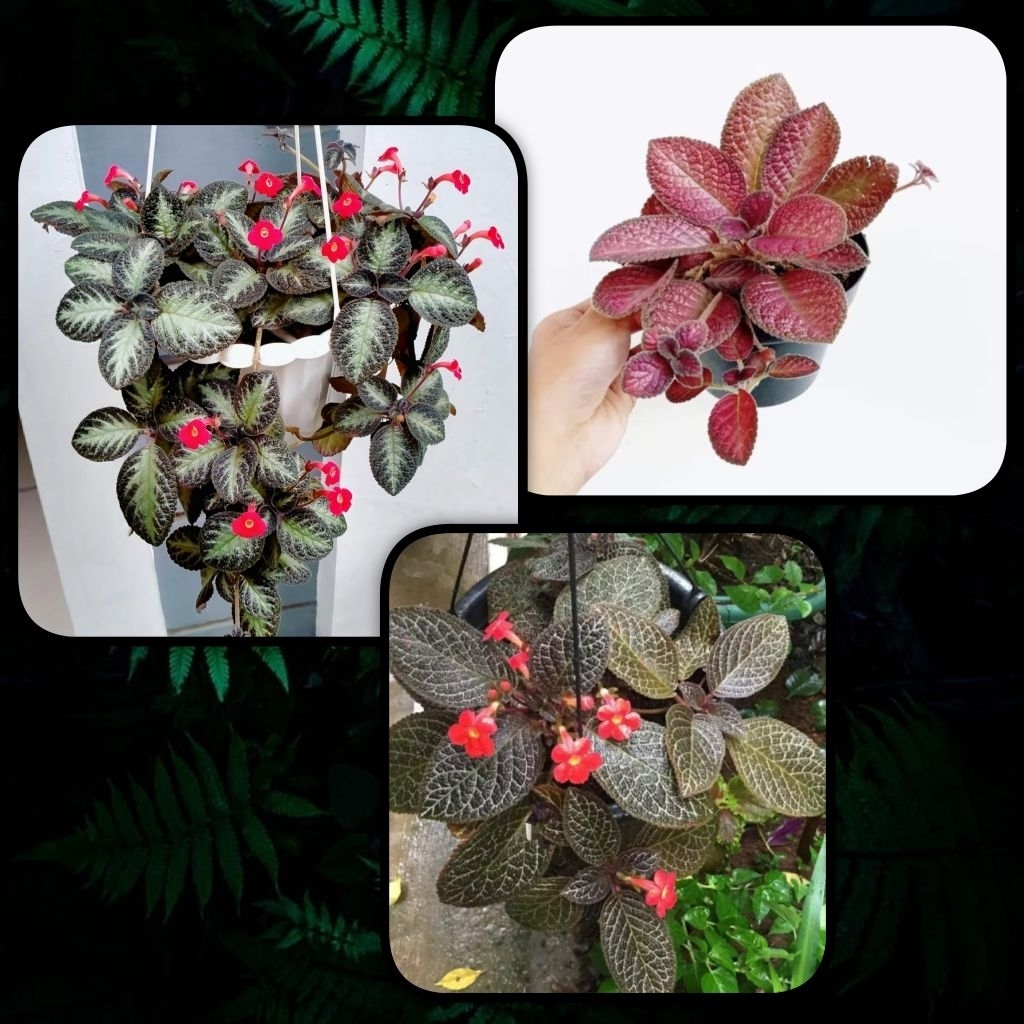 Tanaman Gantung • Episcia Strawberry • Episcia Coklat • Episcia Coklat Silver