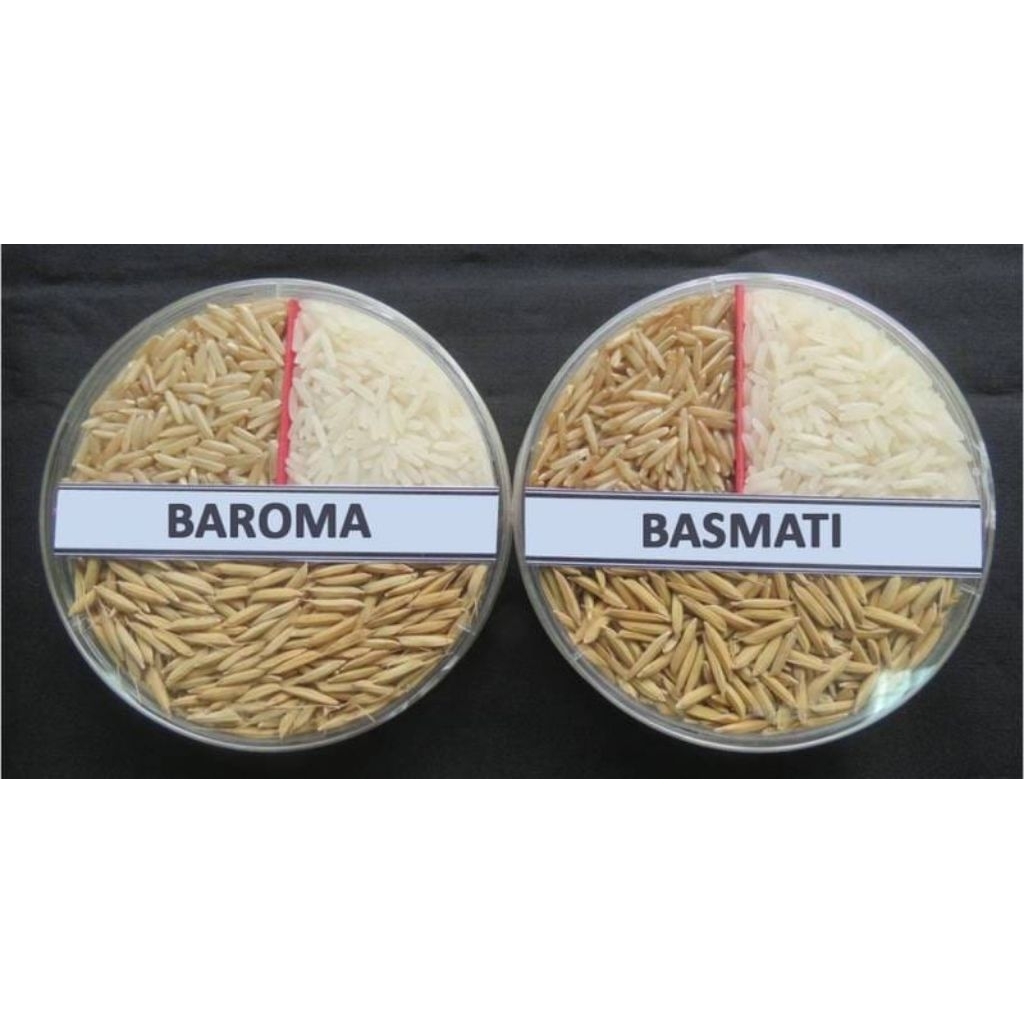 BIBIT BENIH PADI BASMATI KEMASAN 1 KG