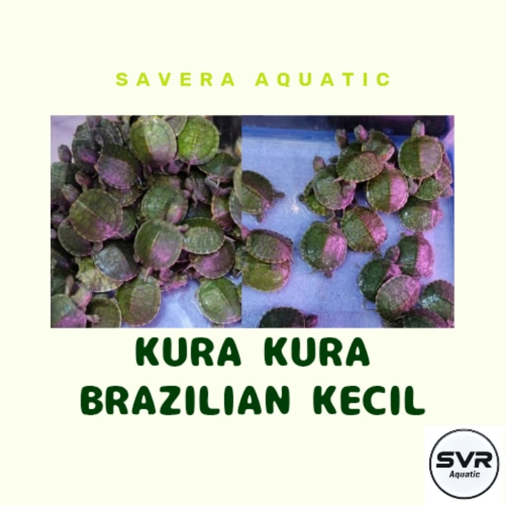 (KHUSUS GOJEK) KURA KURA BRAZILIAN KECIL - KURA KURA AIR - UKURAN 3 SAMPAI 4 CM