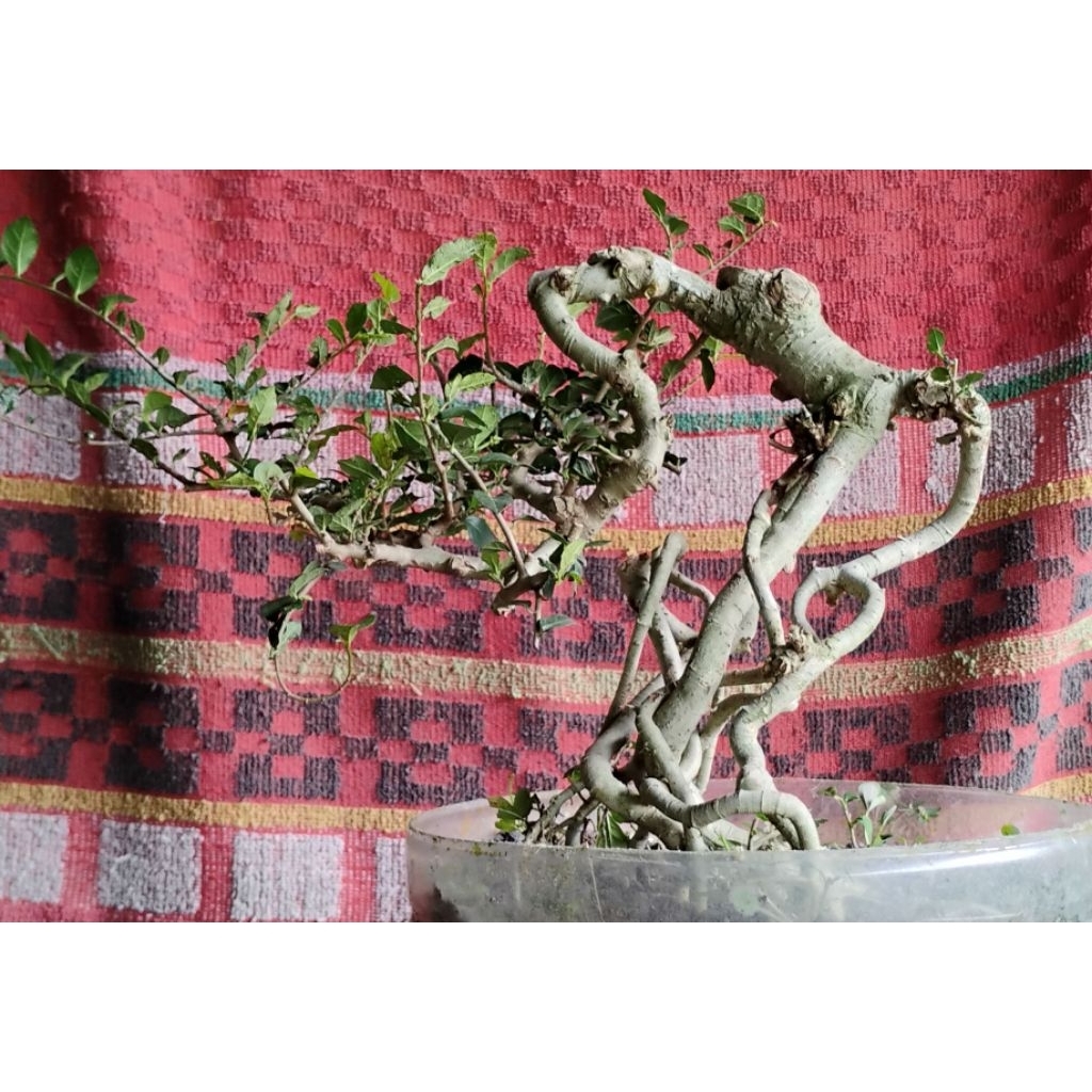 bonsai serut bonsai jadi siap pajang bonsai neagari bonsai ekpos root bonsai kontes