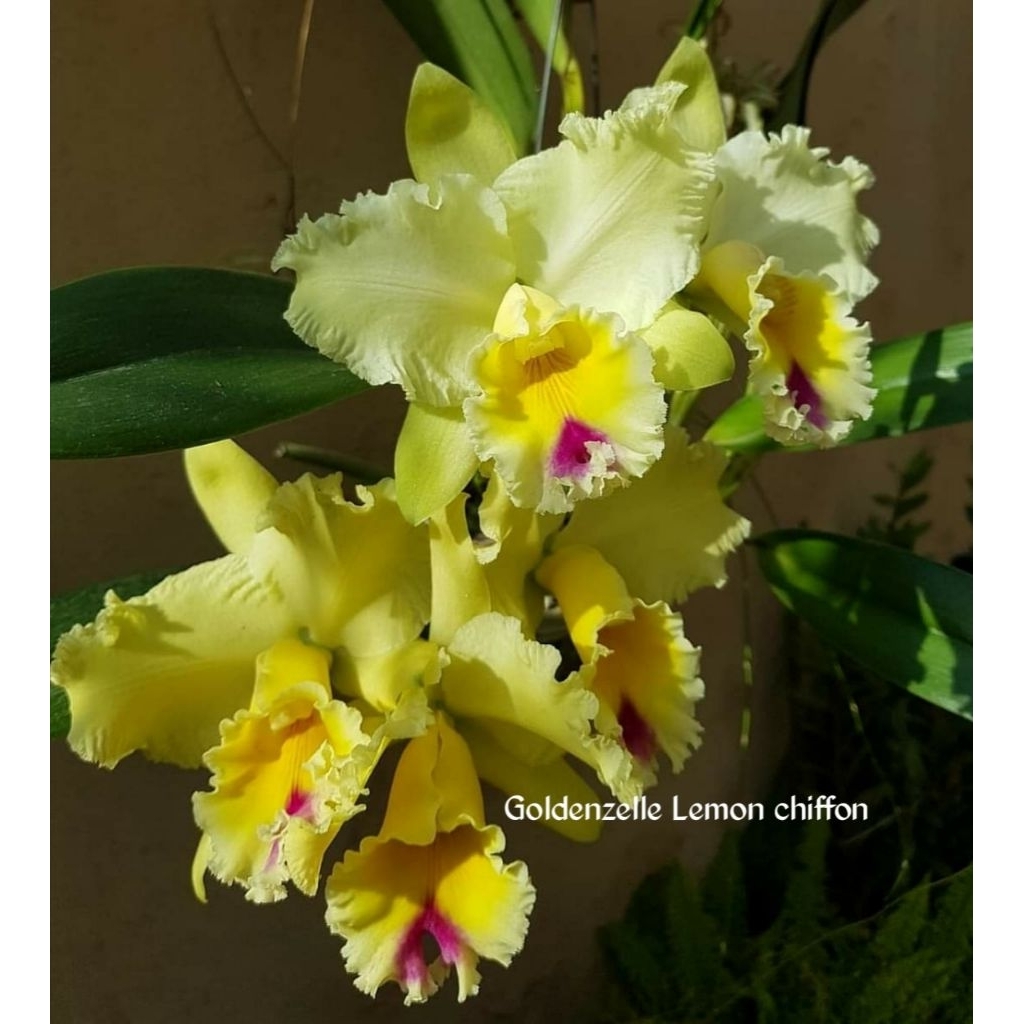 Anggrek knop cattleya goldenzelle lemon chiffon