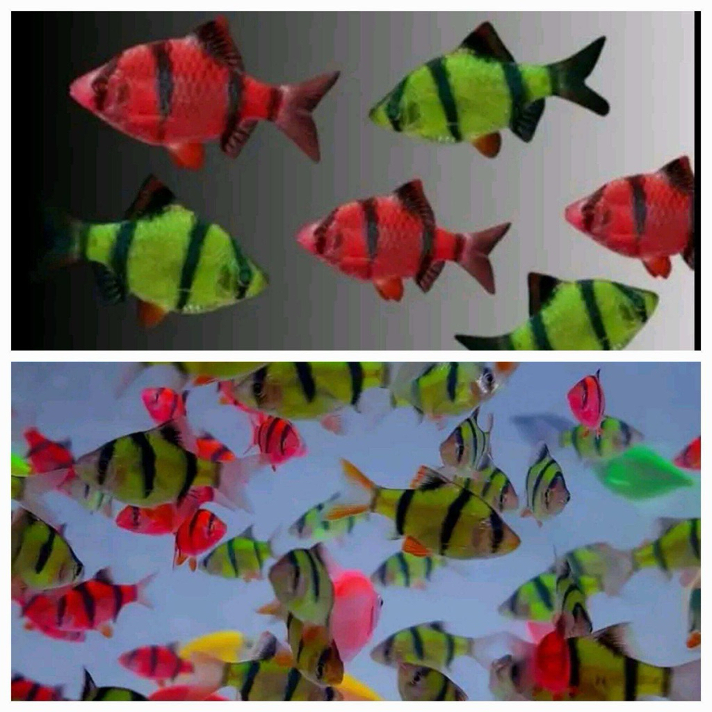 Hiasan aquarium dan aquascape glofish sumatera tiger