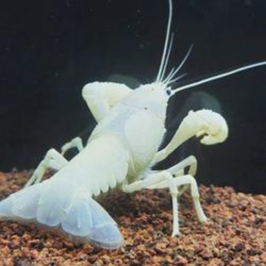 Hiasan aQuascape Lobster Blue/biru lobster oren/orange lobster putih white lobster mexsico Lobster m