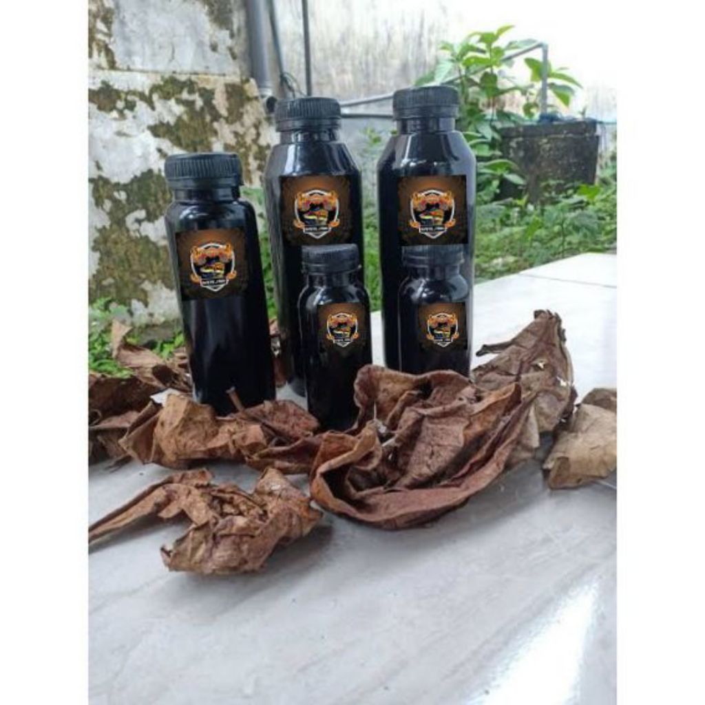 exstra ketapang Blue Bengal++