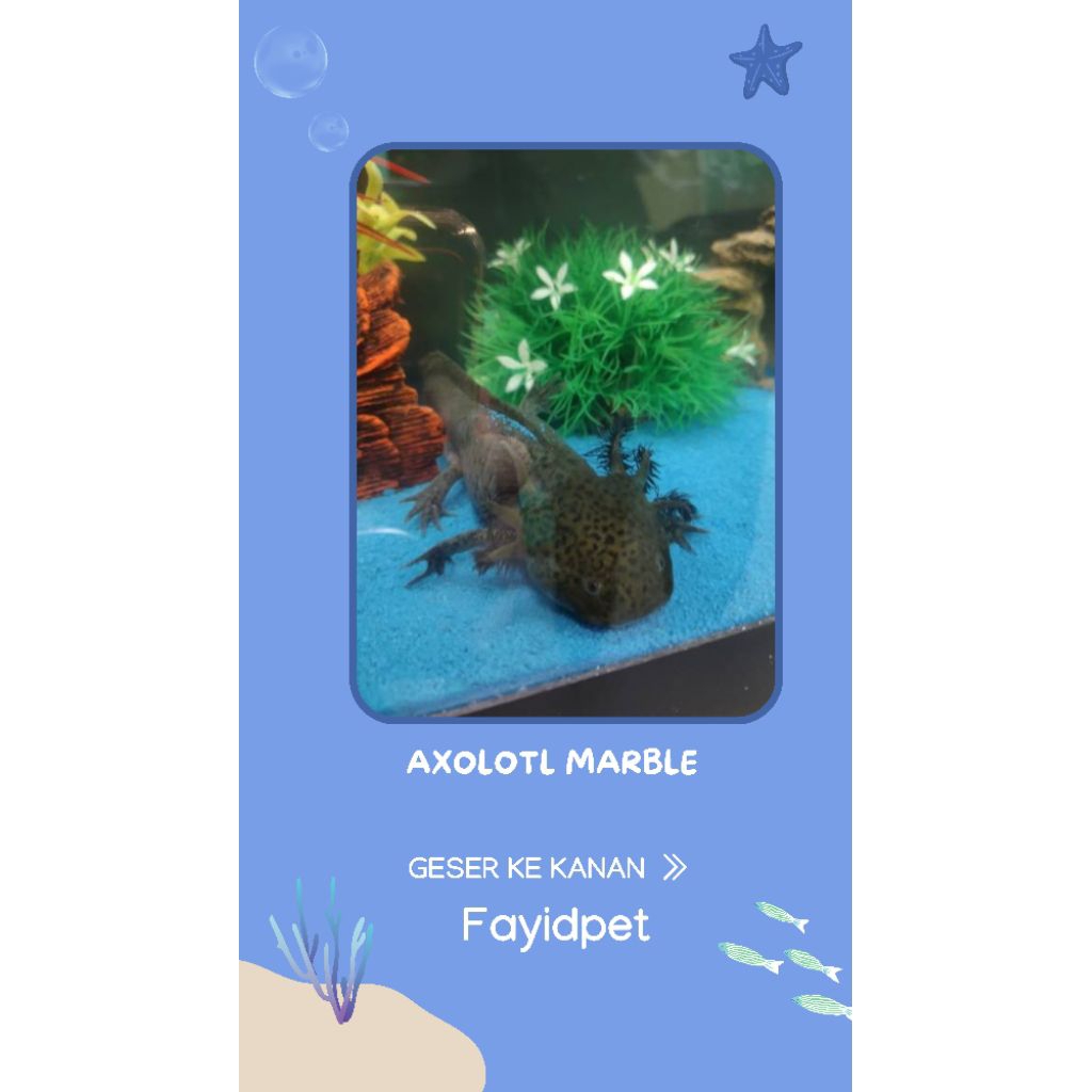 Perlengkapan aquarium, Axolotl Marble 7-8cm