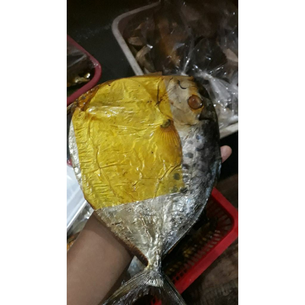 ikan semar asap daging tebal ukuran besar.