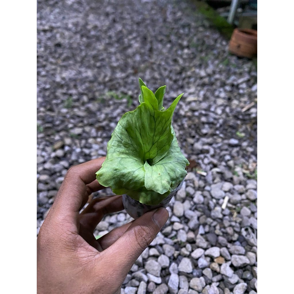 platycerium Wandae Dwarf and Cerling