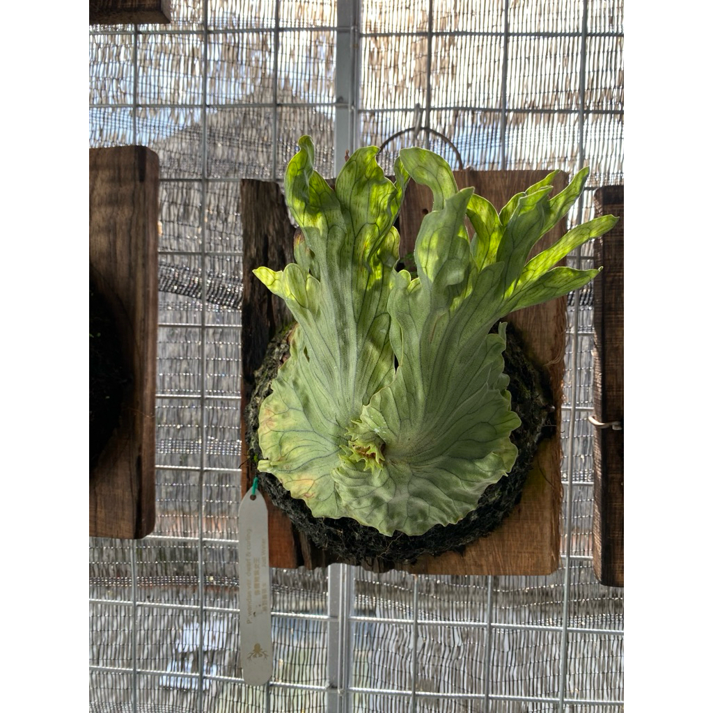 platycerium Wandae Dwarf And Curling Mature