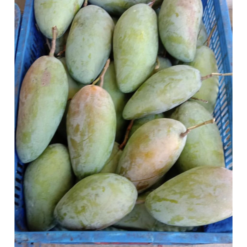 Mangga Kiojay Mangga Thailand per Buah