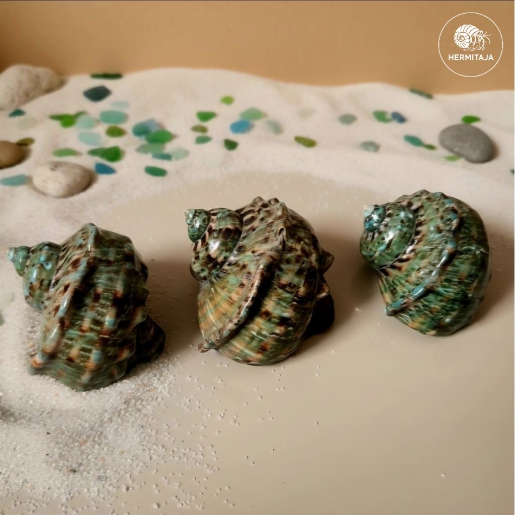 Cangkang Kelomang Keong Turbo Marmoratus 7,5 cm [JUMBO]