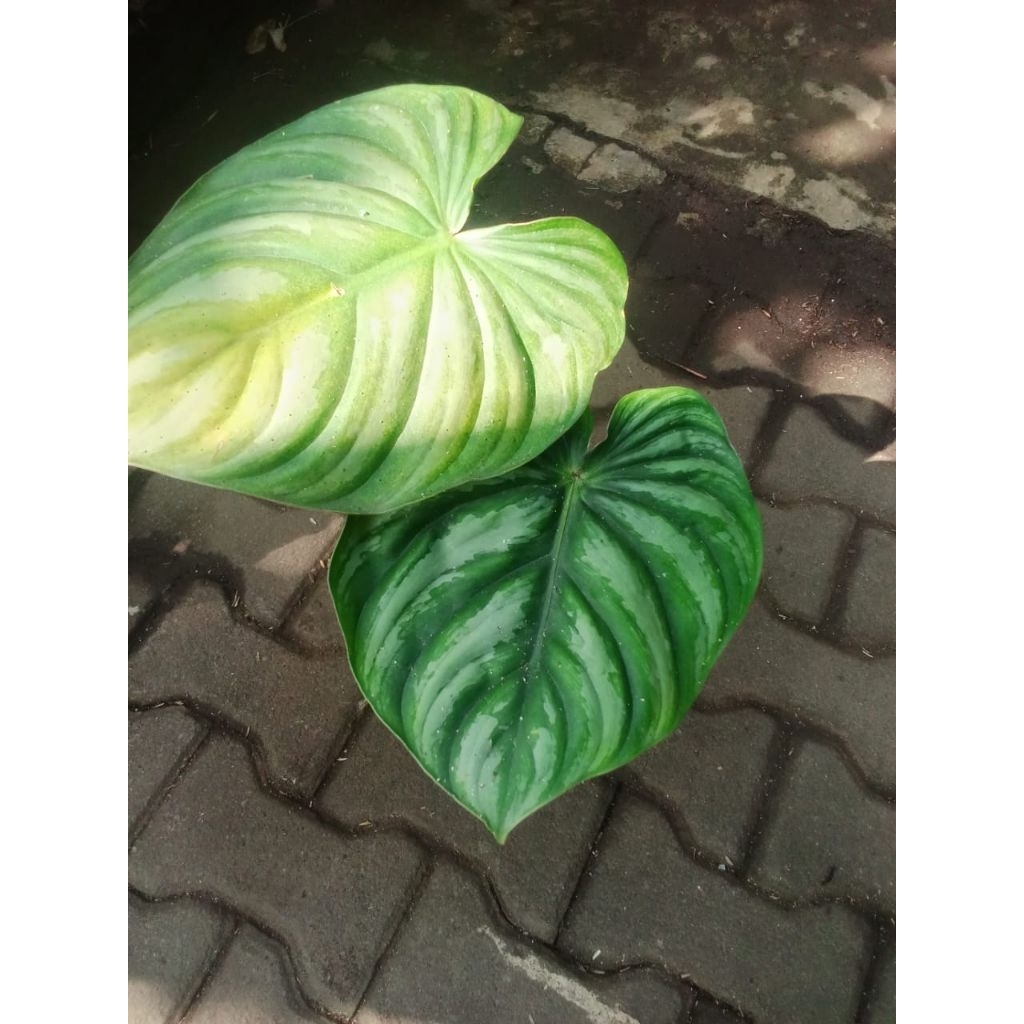 Philodendron plowmani