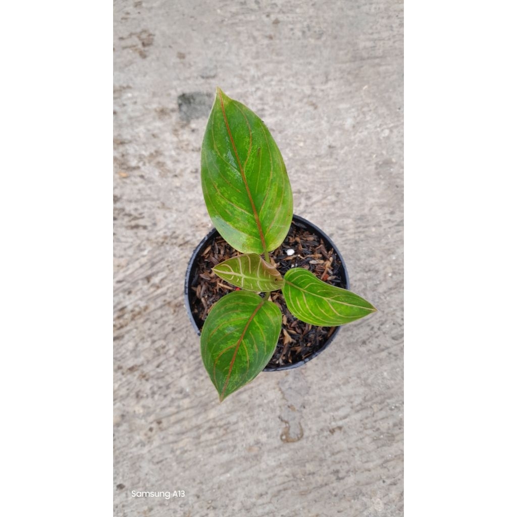 Aglonema KRESNA BLACK (Baby Daun 4) (4)