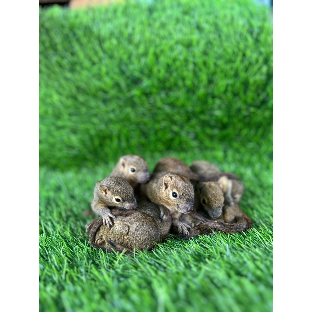 Tupai kelapa mainan - anak tupai