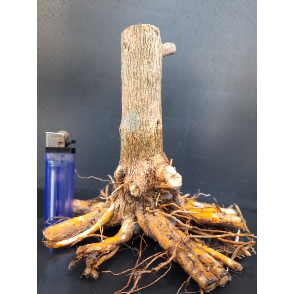 Bahan Bonsai Sancang Program Akar Gaya Formal Size Small Real  Pict