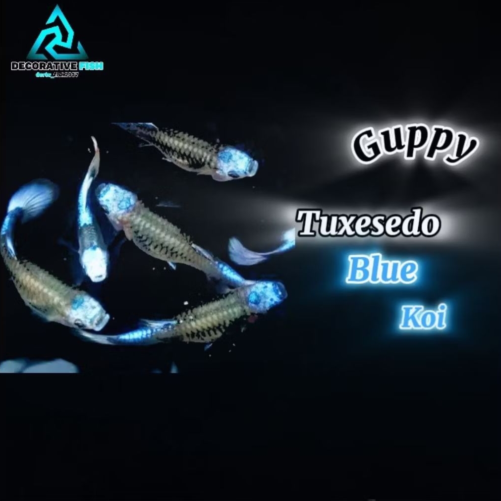 Hiasan Aquarium Guppy Tuxesedo Blue Koi