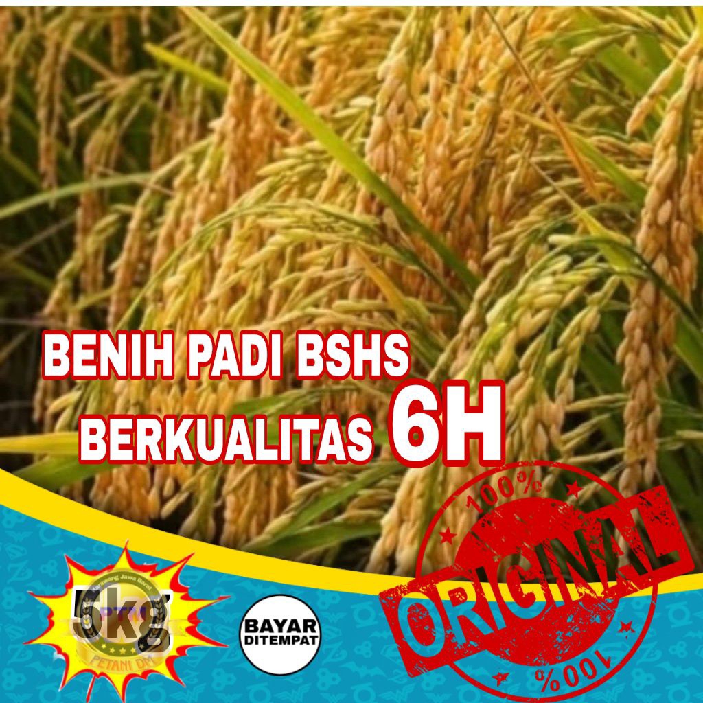 BENIH PADI BSHS 6H KEMASAN 5KG