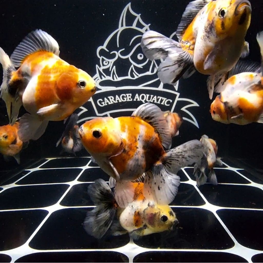 (INSTANT) KOKI ORANDA CALICO IKAN HIAS AQUARIUM KOLAM