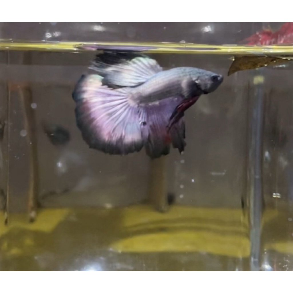 Cupang Betta Halfmoon Copper