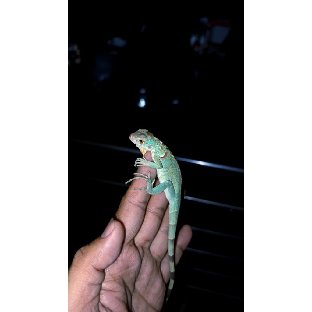 Iguana Red Axantic Baby Up Karakter enakkeun.