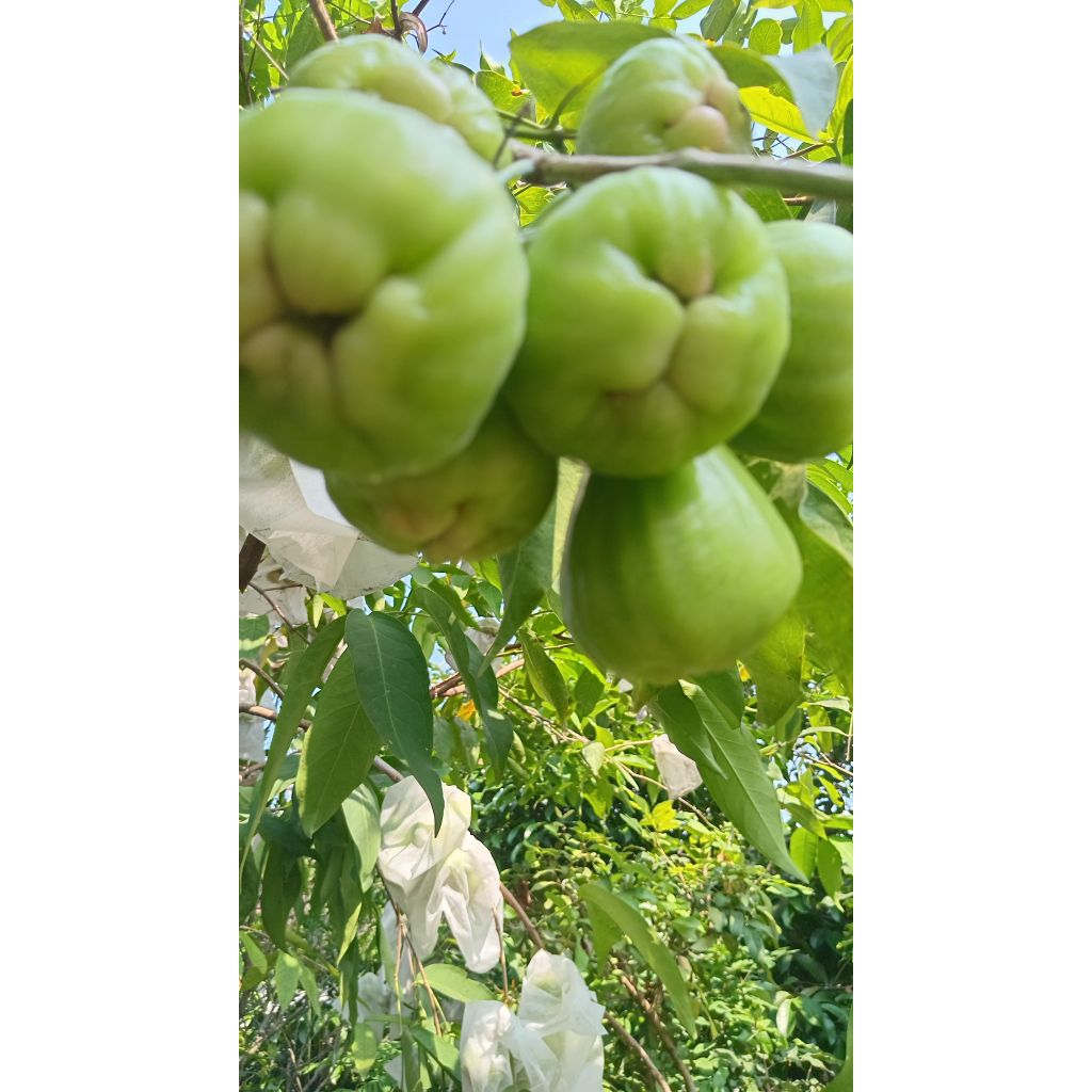 bibit jambu air cincalo tebu