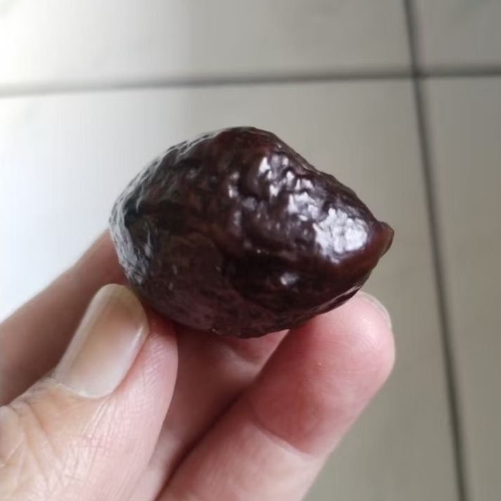 Kemiri Adu Muncang Adu Jayanti Predator Ori Urgen Ada Merahnya/Viruz