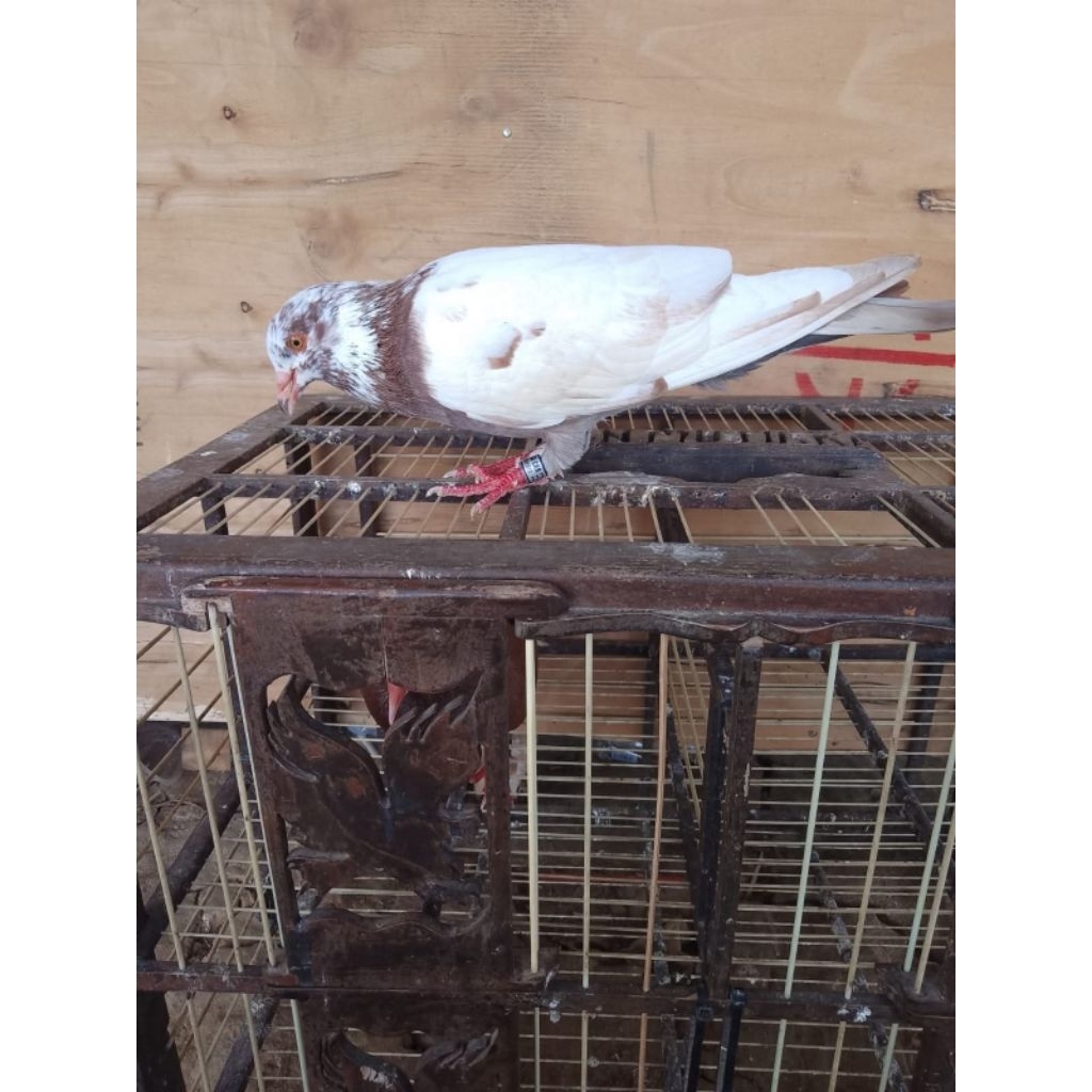 merpati kolong trah juara.