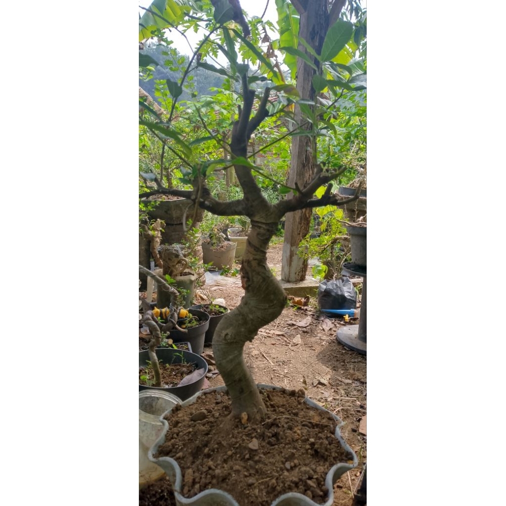 bahan bonsai loa karakter