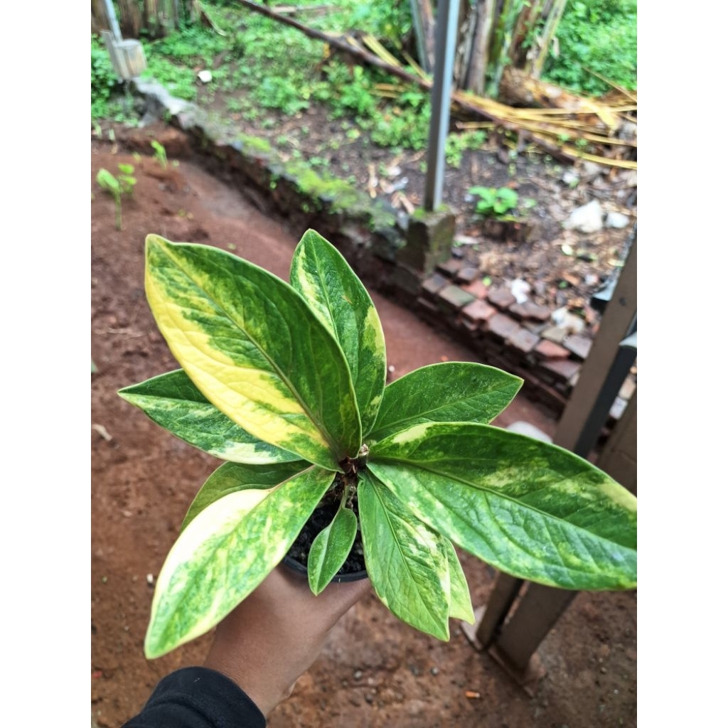 TANAMAN HIAS JEMANI TORNADO VARIGATA X MANGKOK HITAM (PREDIKSI PINK)