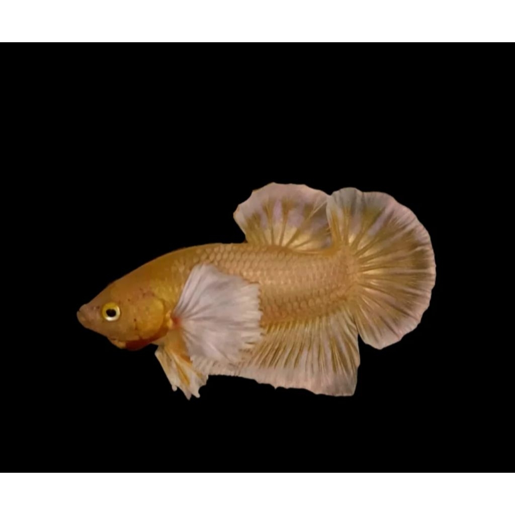 ikan cupang Dumbo ear gold MALE/FEMALE