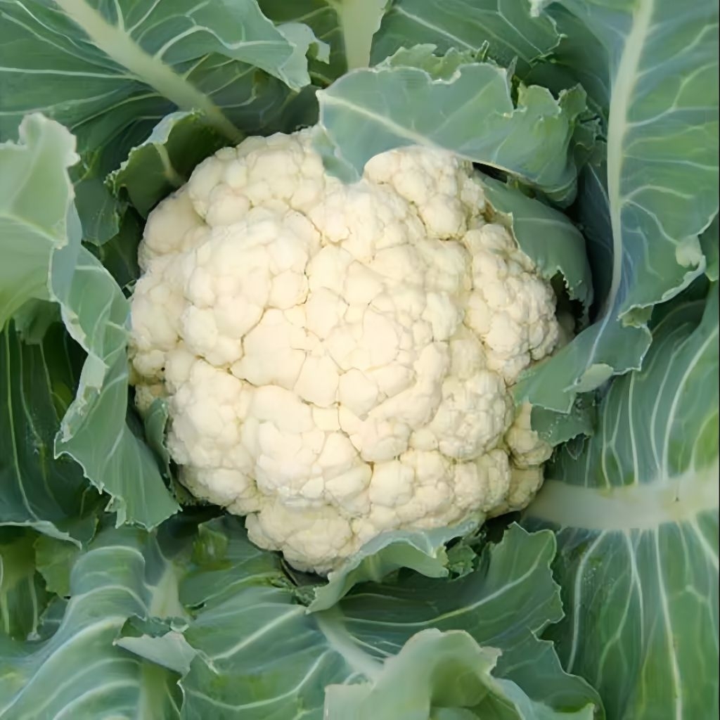 20 Butir Benih brokoli putih unggul bibit brokoli